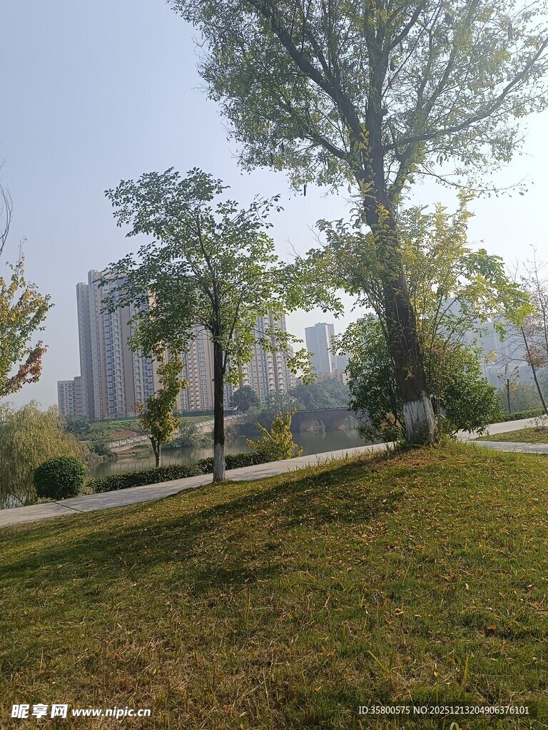 城市公园中的绿树与草地