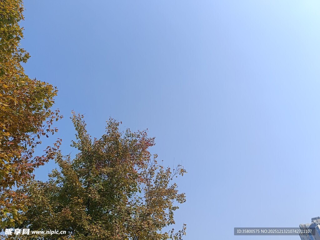 秋日蓝天旁的多彩树木
