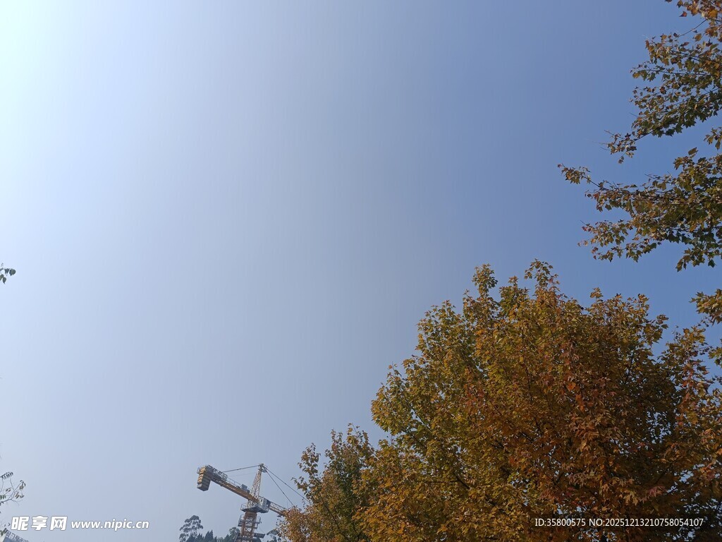 秋日树梢与晴朗天空
