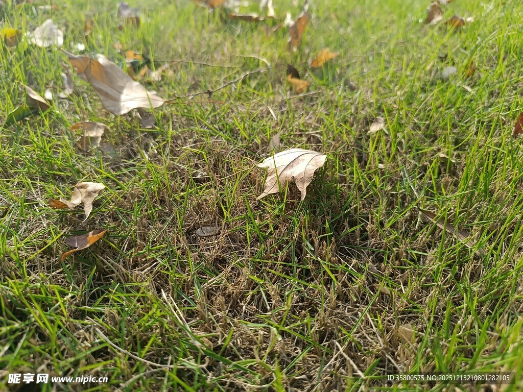 草地上的白色蘑菇