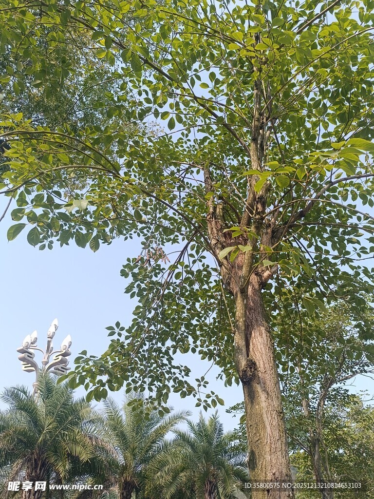 高大挺拔的绿树