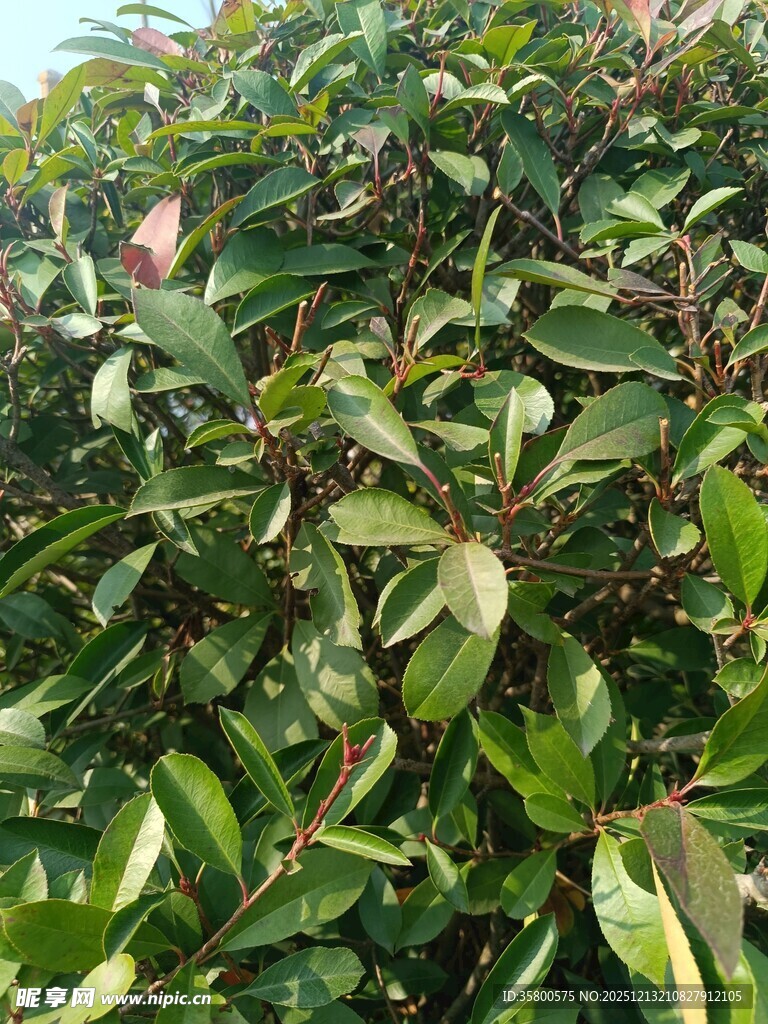 茂密绿叶植物景观