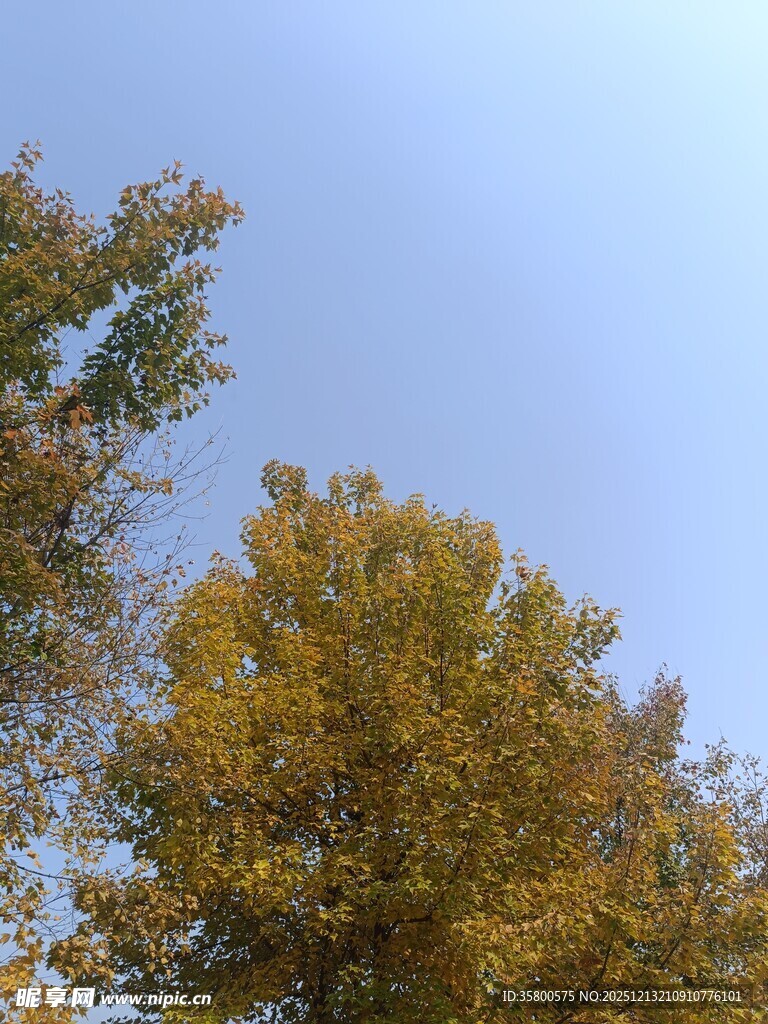 秋日金黄树冠映蓝天