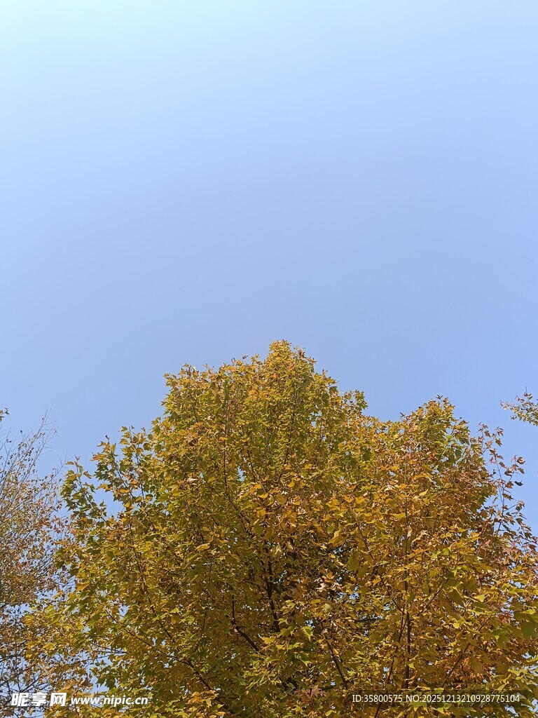 秋日树梢与蓝天