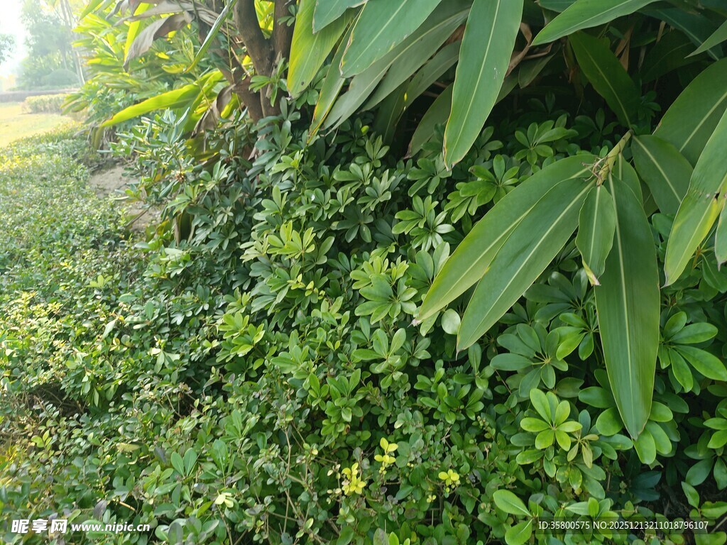 绿意盎然的植物景观