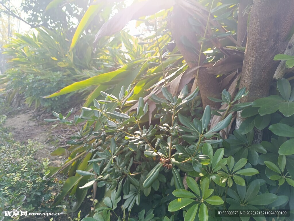 阳光照耀下的繁茂绿植