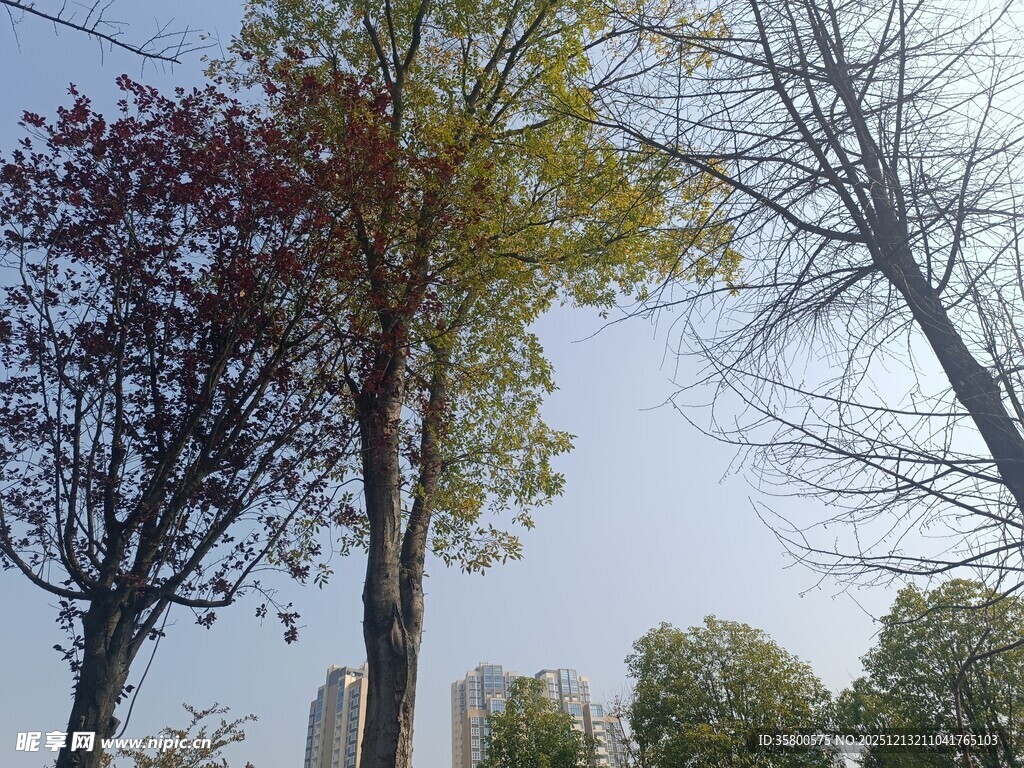 秋日街头树木景致