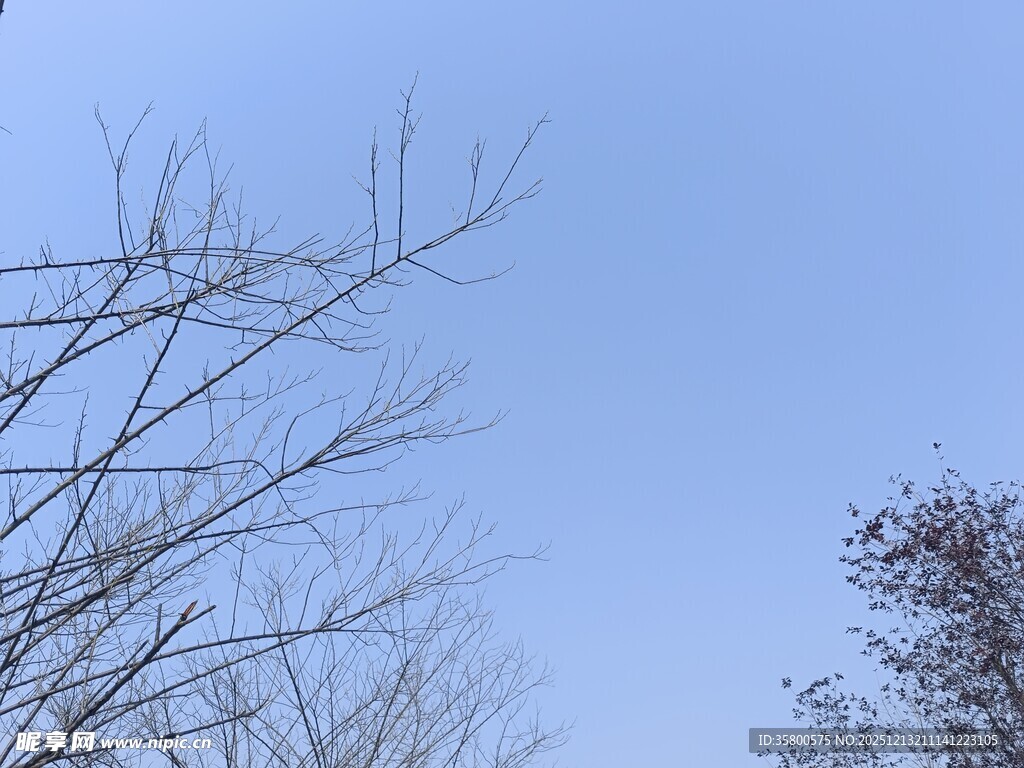 蓝天枯枝景象