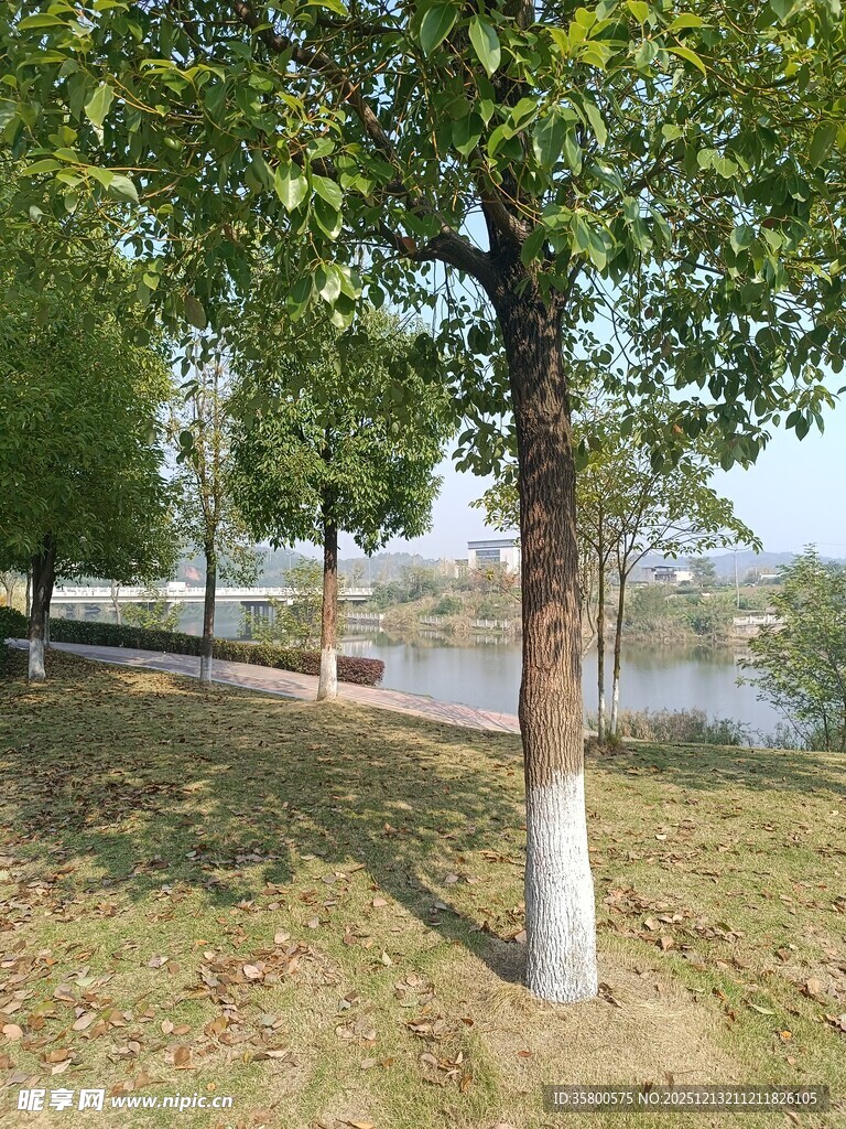 湖畔绿树成荫的休闲小径