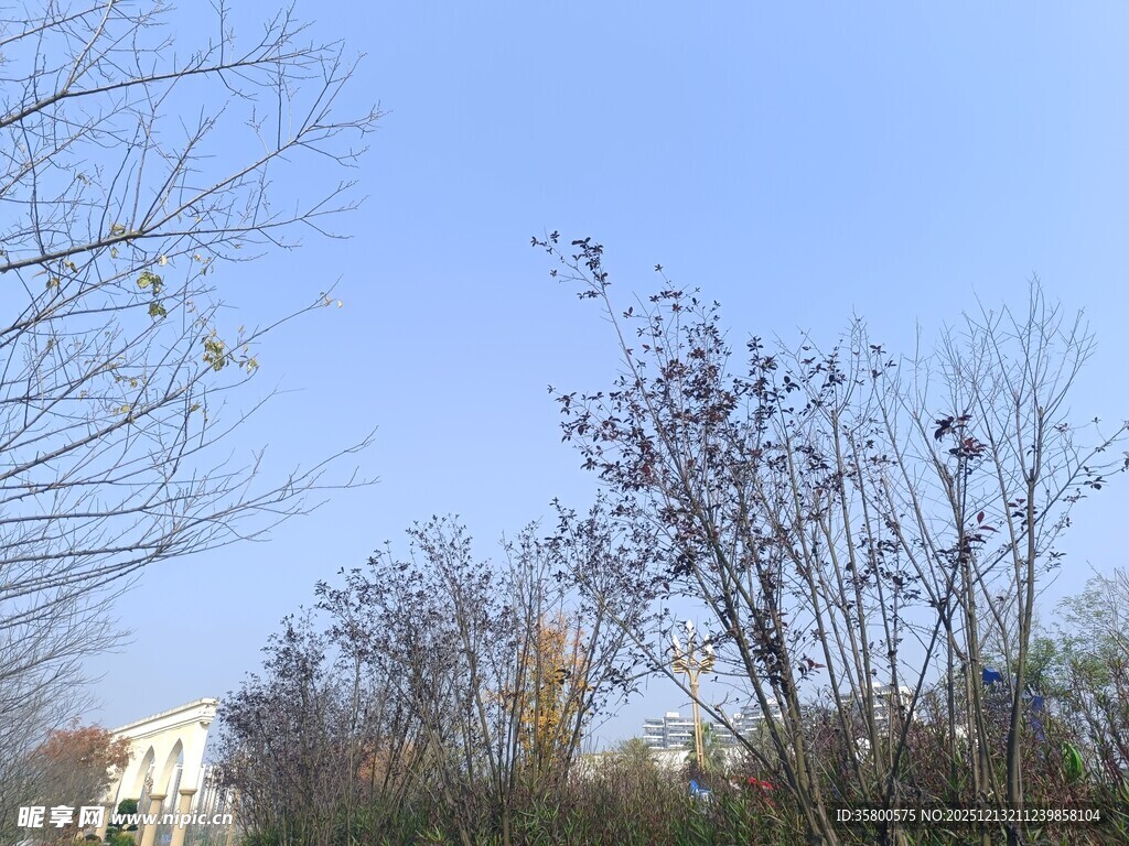 蓝天映衬下的树木景观