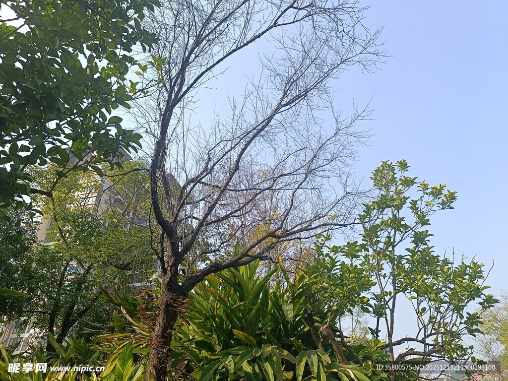 枯树与繁茂绿植相映