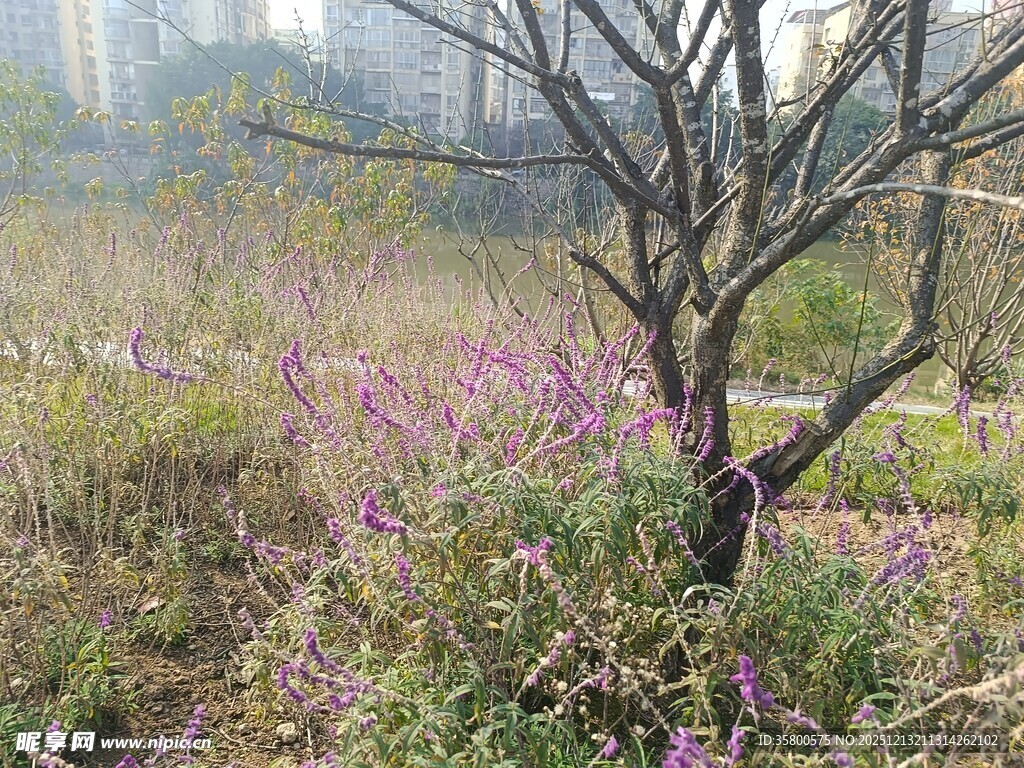 春日枯树下的烂漫紫花