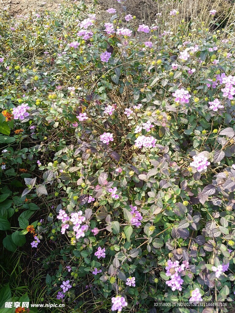 繁茂盛开的粉色花丛