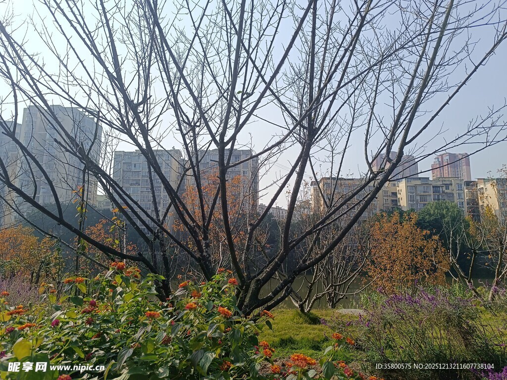 秋冬时节的枯树与花草