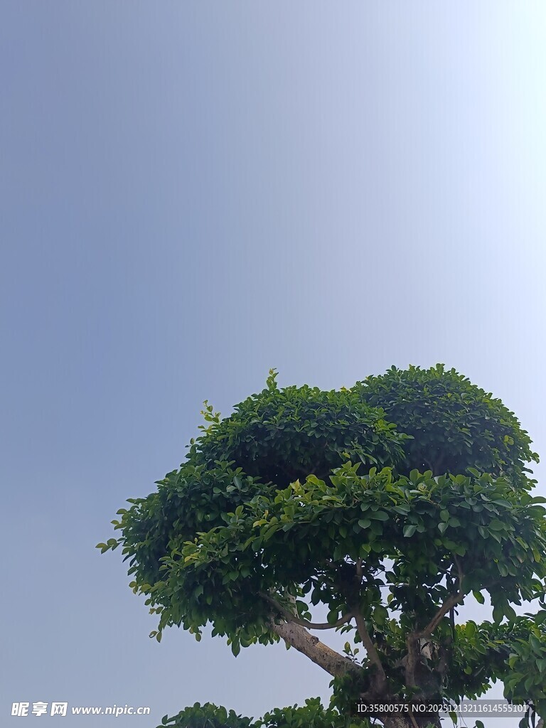 蓝天之下的葱郁孤树