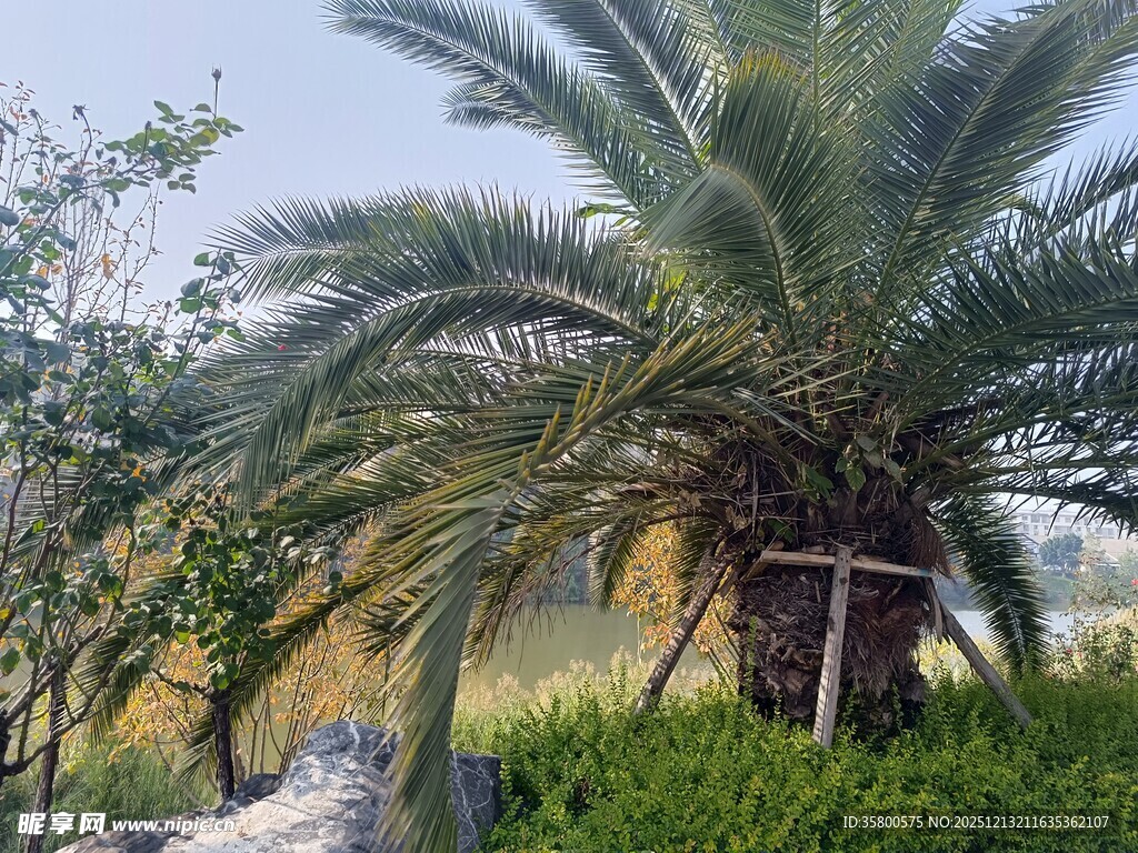 户外的高大棕榈树景观