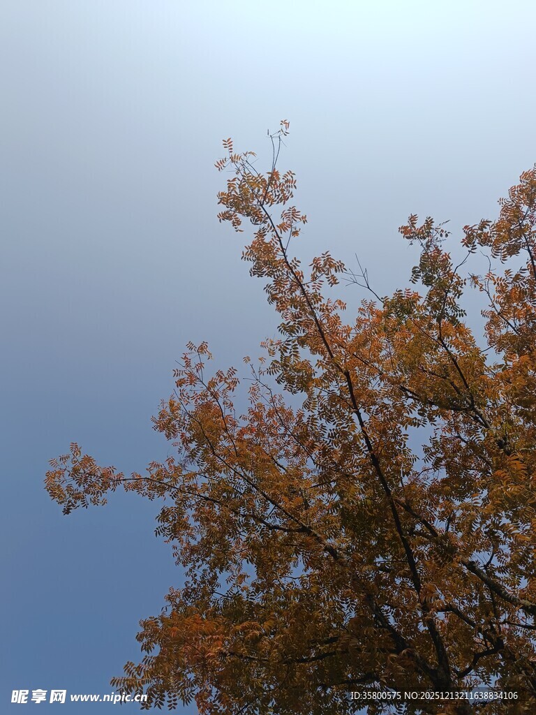 秋日树梢映蓝天