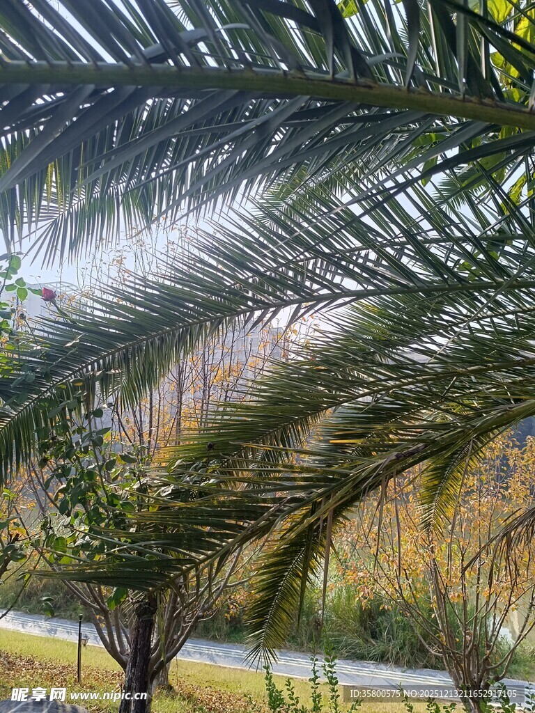 透过棕榈叶看户外景色