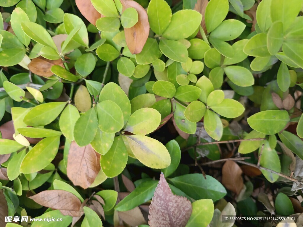 多彩叶片的绿植景观