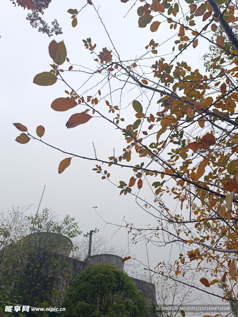 秋日枝头黄叶景致