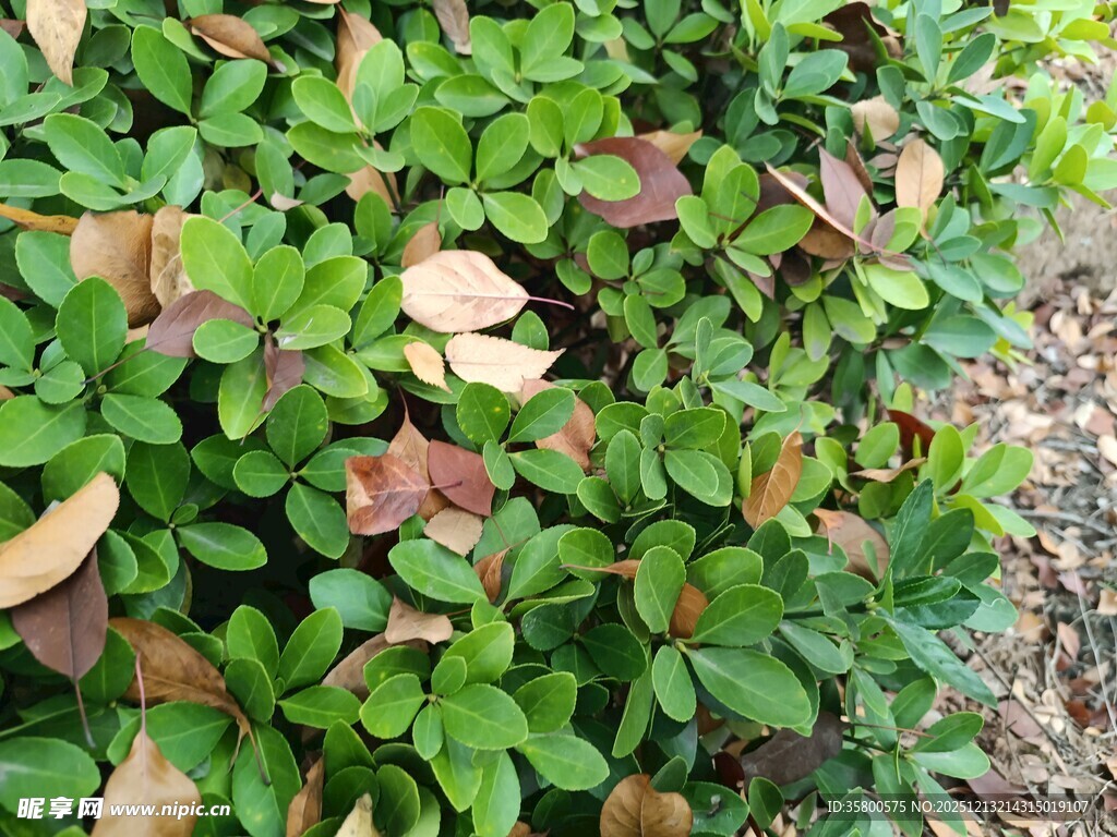 绿叶间带枯黄叶片的植物