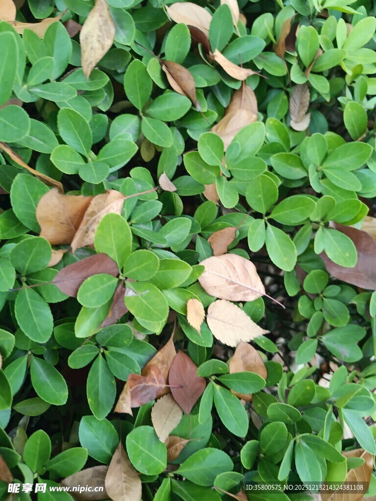 绿叶间散落的枯黄叶片