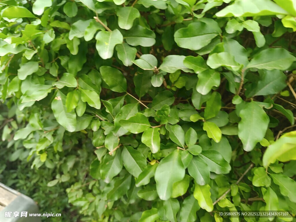 翠绿繁茂的植物叶片