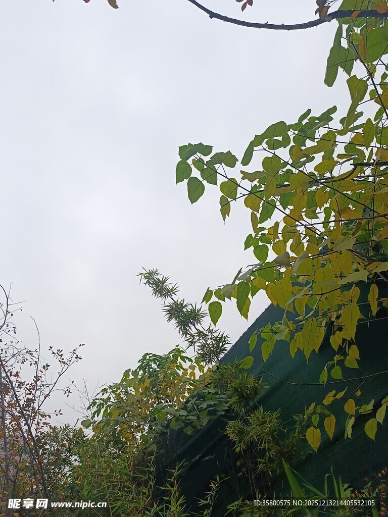 绿叶繁茂的自然景致