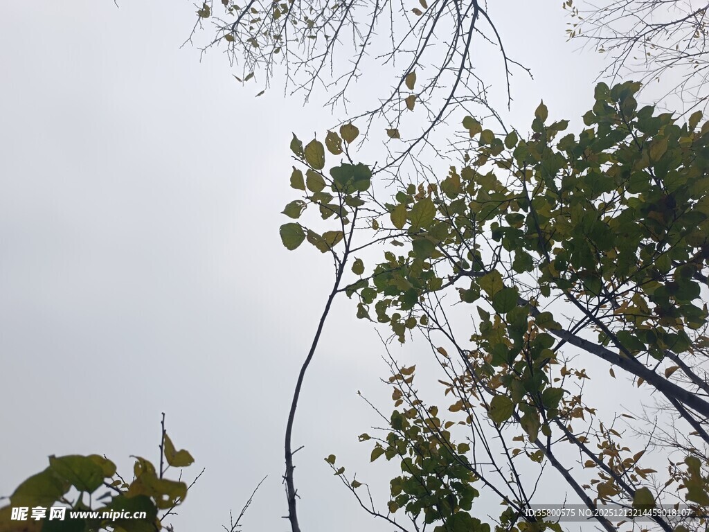 仰视视角下的繁茂绿树