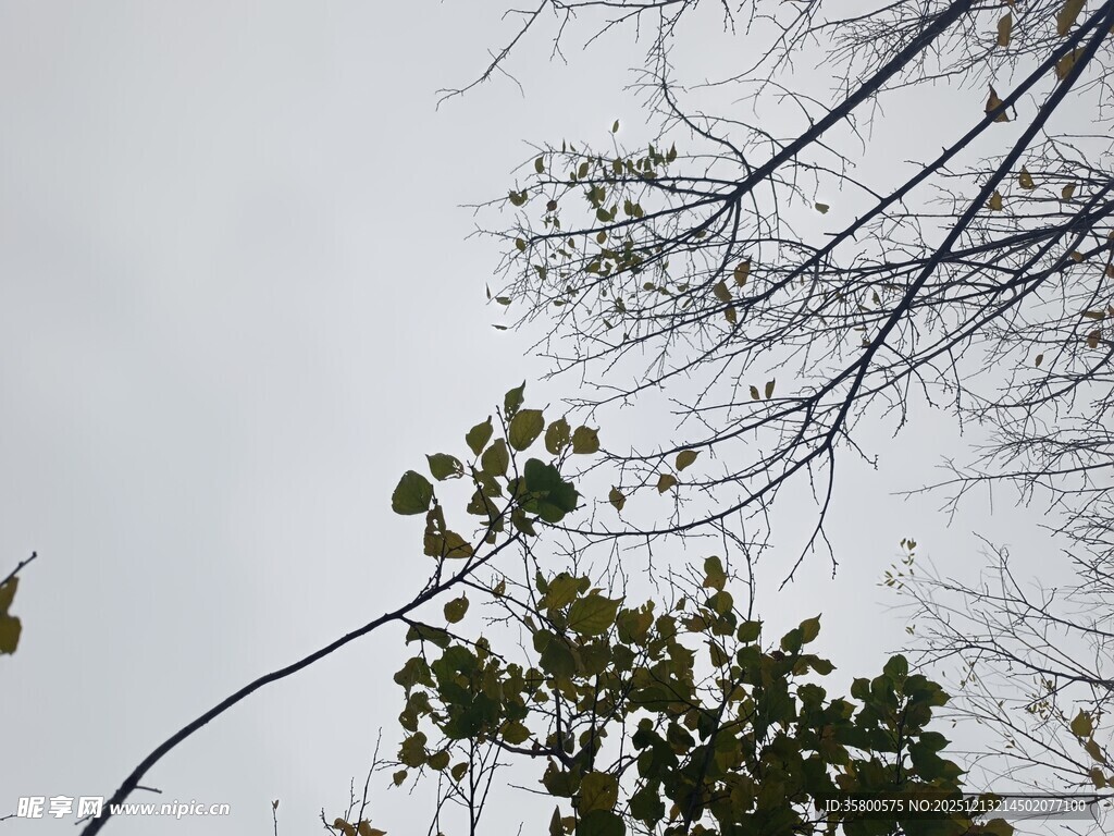 仰视树枝上的嫩绿新叶