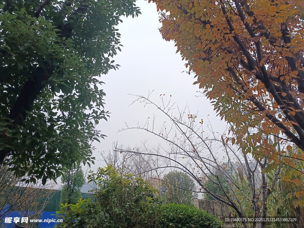 秋日公园树木景致