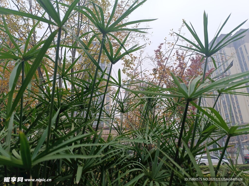 户外翠绿繁茂的丛生植物