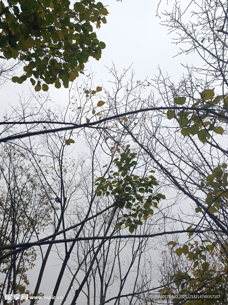 秋日树林中的光秃树枝