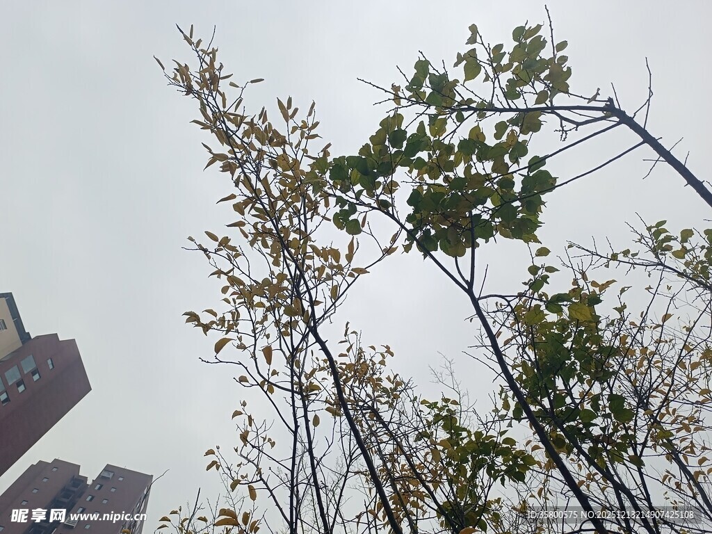 城市中挺立的绿树