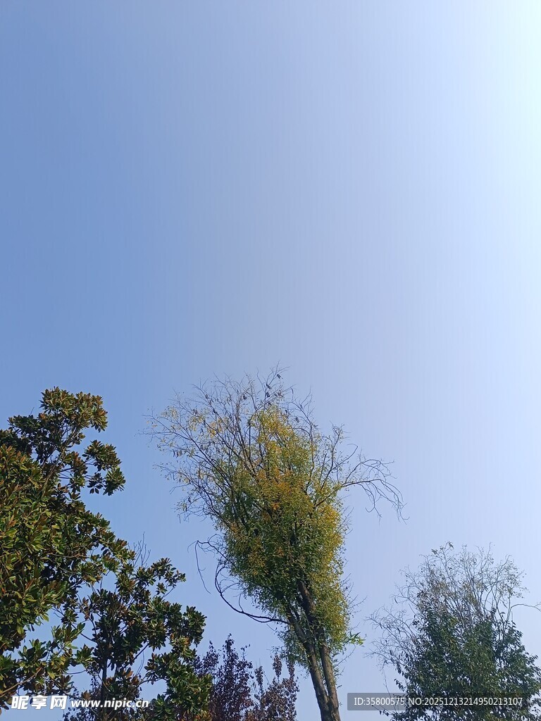 蓝天映衬下的几棵树木