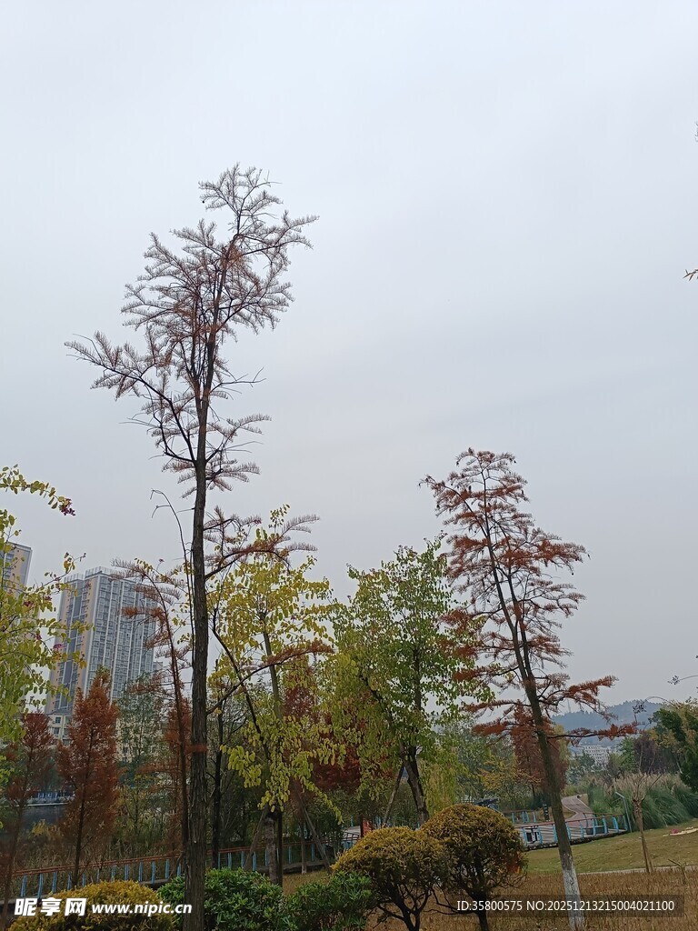 城市中的多彩树木景观