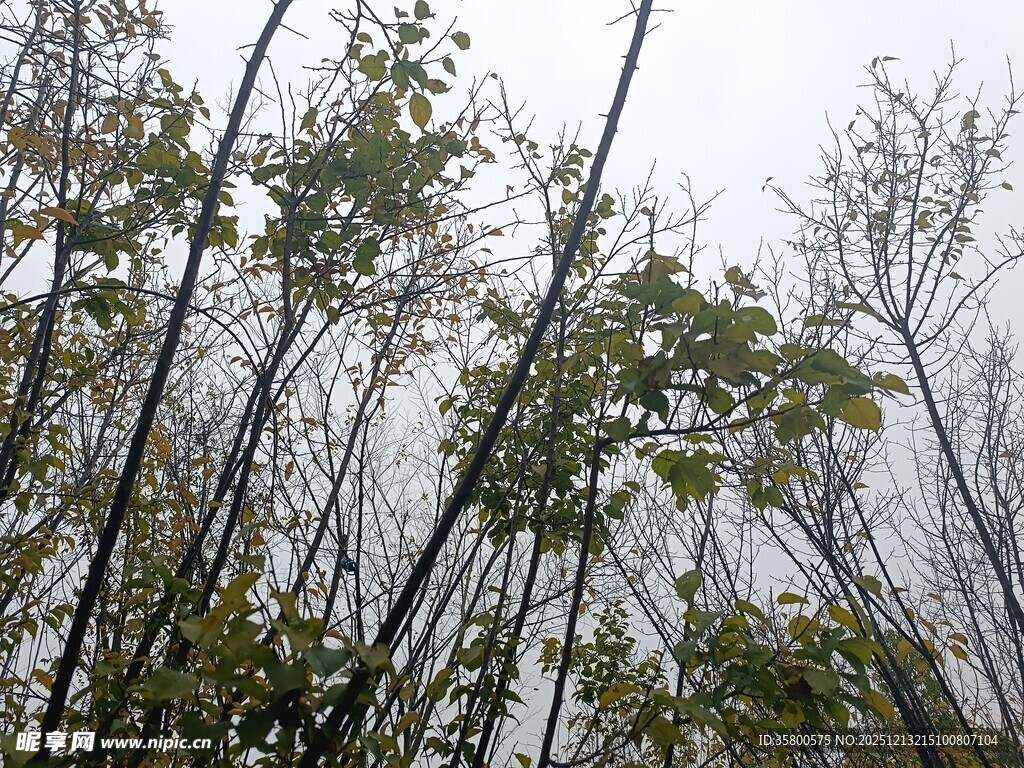 秋日树林树梢景致