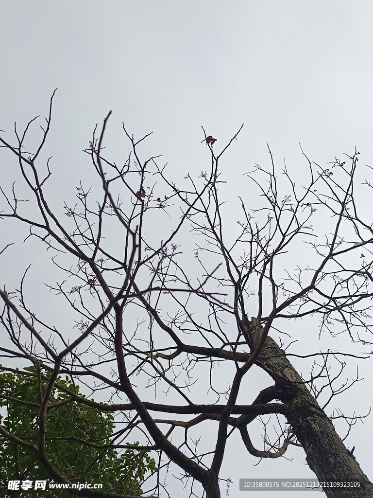 枯树之上飞鸟独立