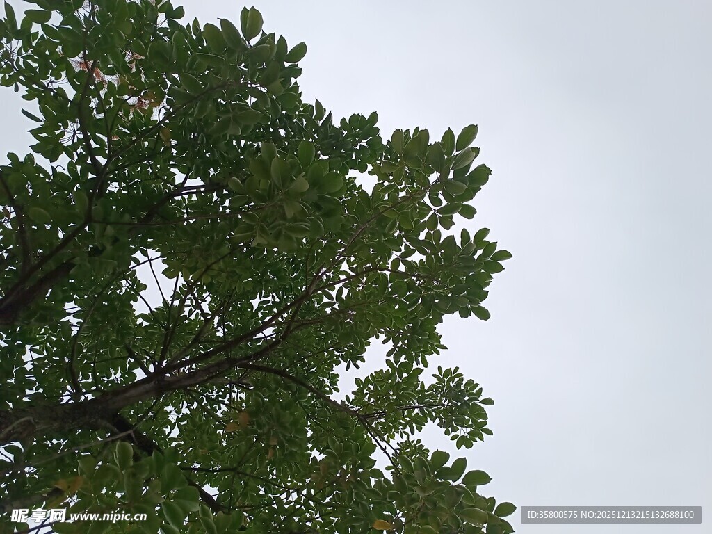 绿叶繁茂的树冠