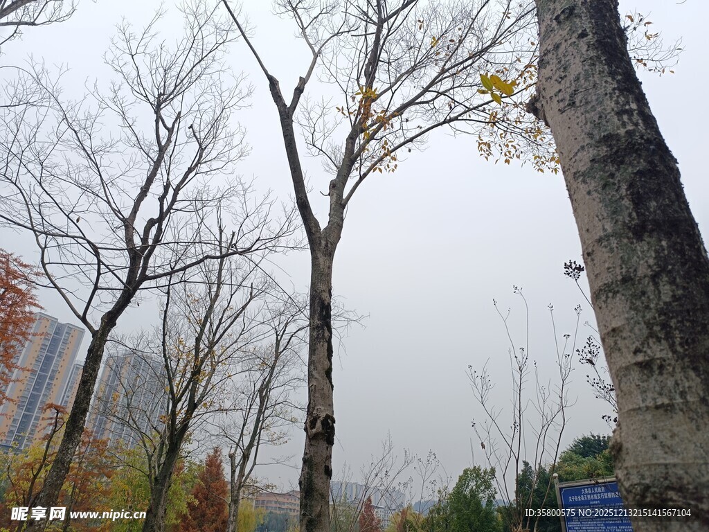 秋日萧瑟树林景象