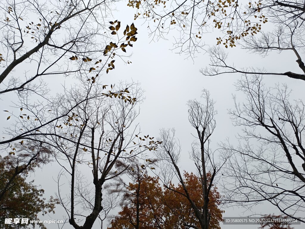 冬日枯树仰视图