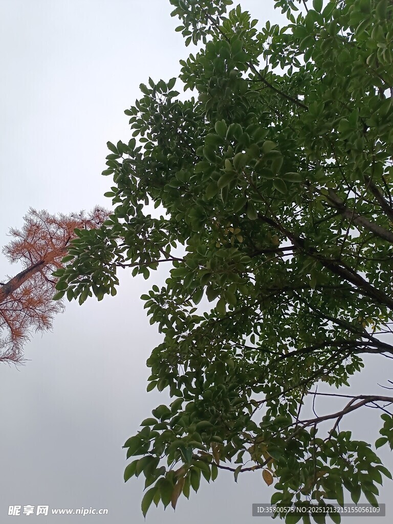 绿叶红枝映天际