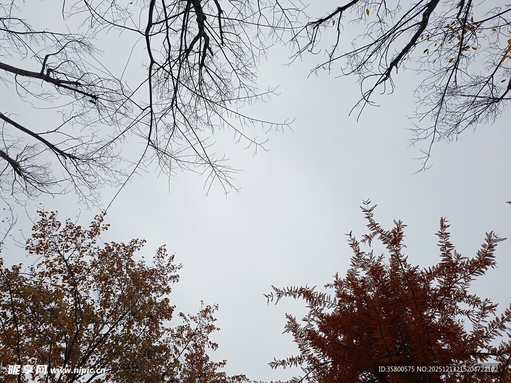 冬日树梢与天空景象