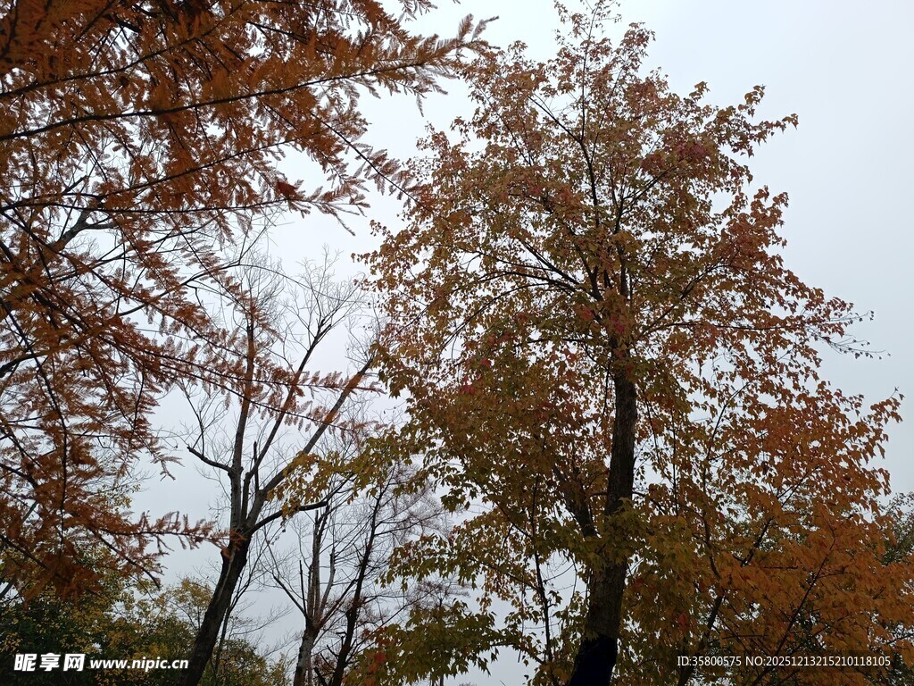 秋日树林斑斓树木景致