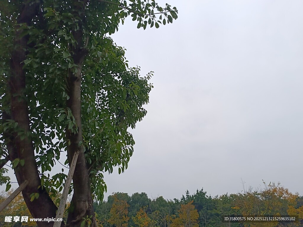 秋日树林中的繁茂大树