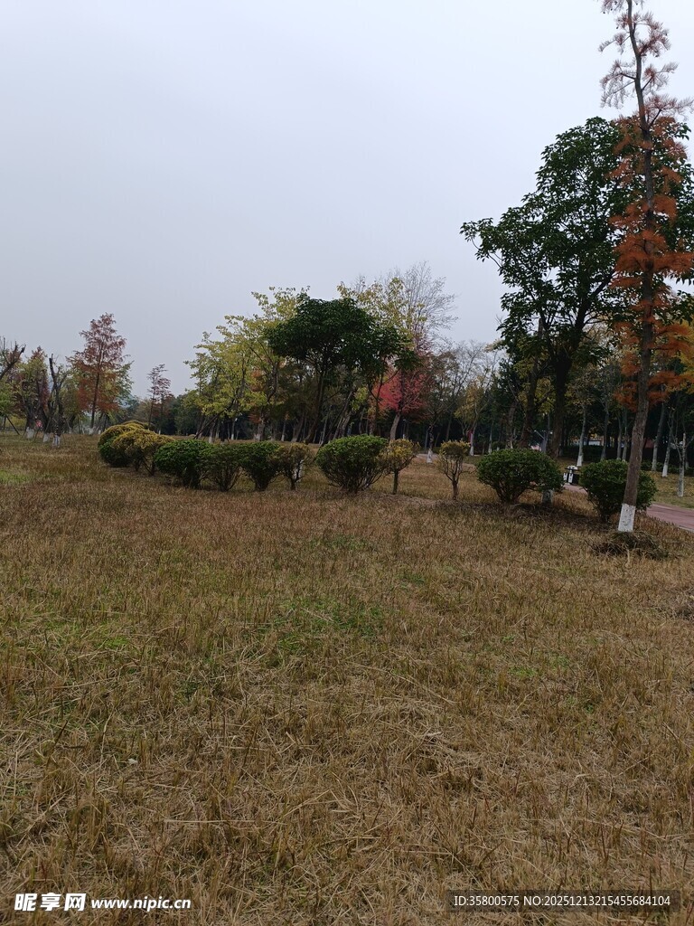 秋日郊野草地树木景观