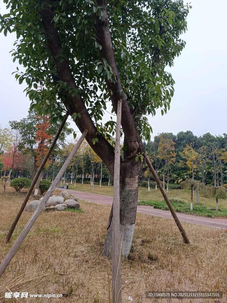 树木支撑加固场景