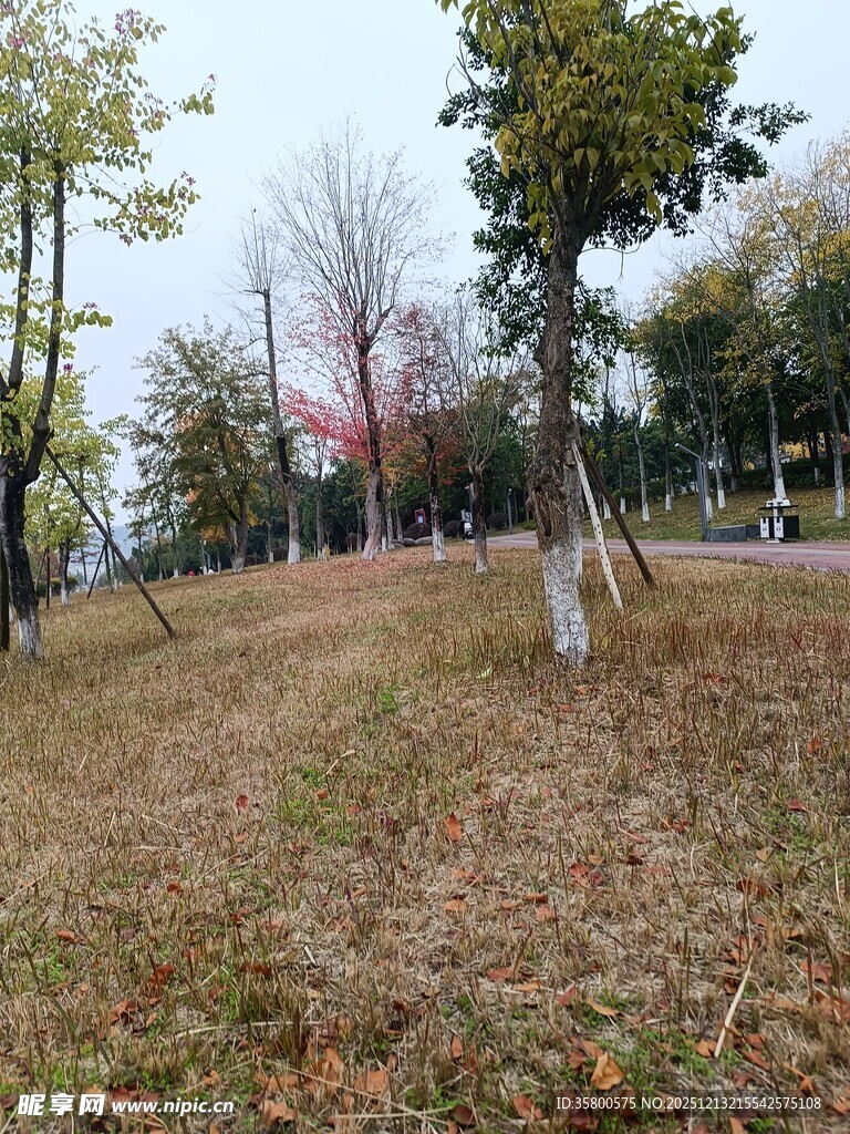 秋日公园草地树木景致