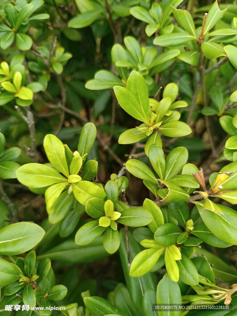 翠绿繁茂的灌木丛植物