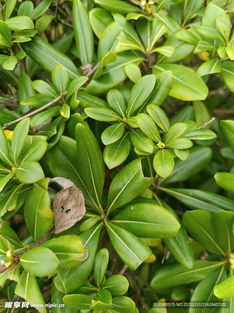 绿叶丛中的褐色叶片